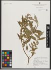 Foto von Salix alba L.